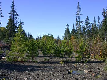 Pine Trees