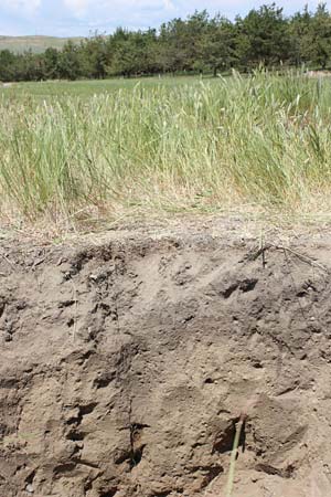 Soil grass profile