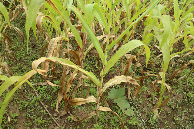row of corn with yellowing leaves